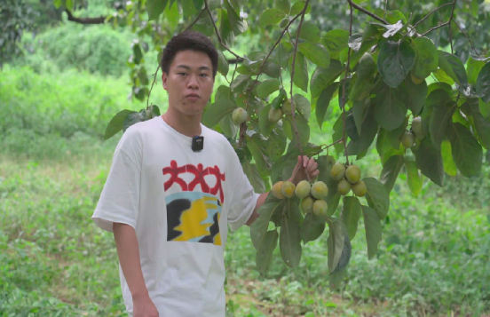 柿子林3.png